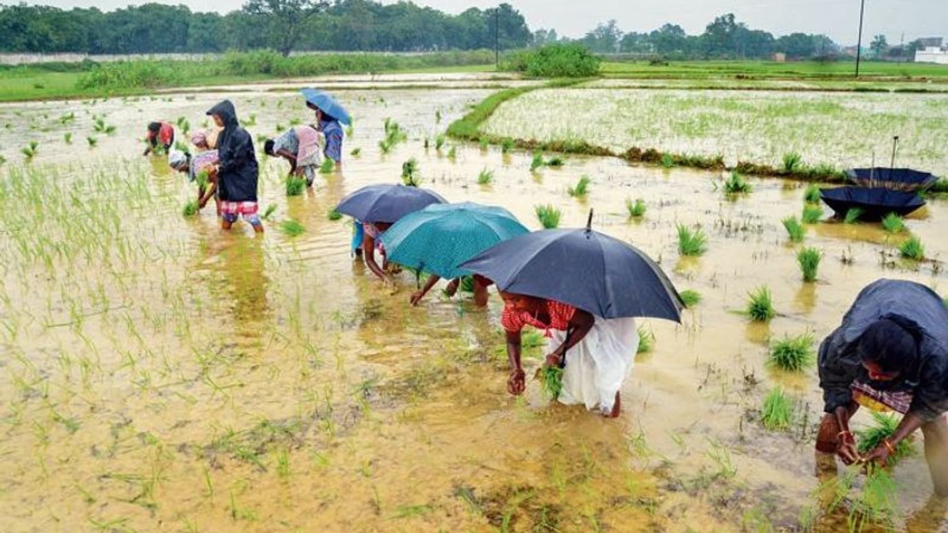 Tamil Nadu nears paddy cultivation target in 2025, aided by steady rainfall and ample water reserves