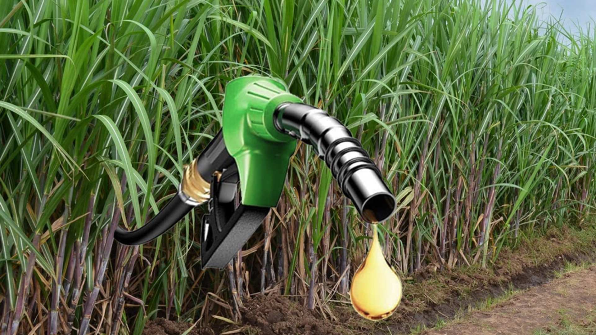 Ethanol push reshapes cropping patterns, raising food security concerns nationally