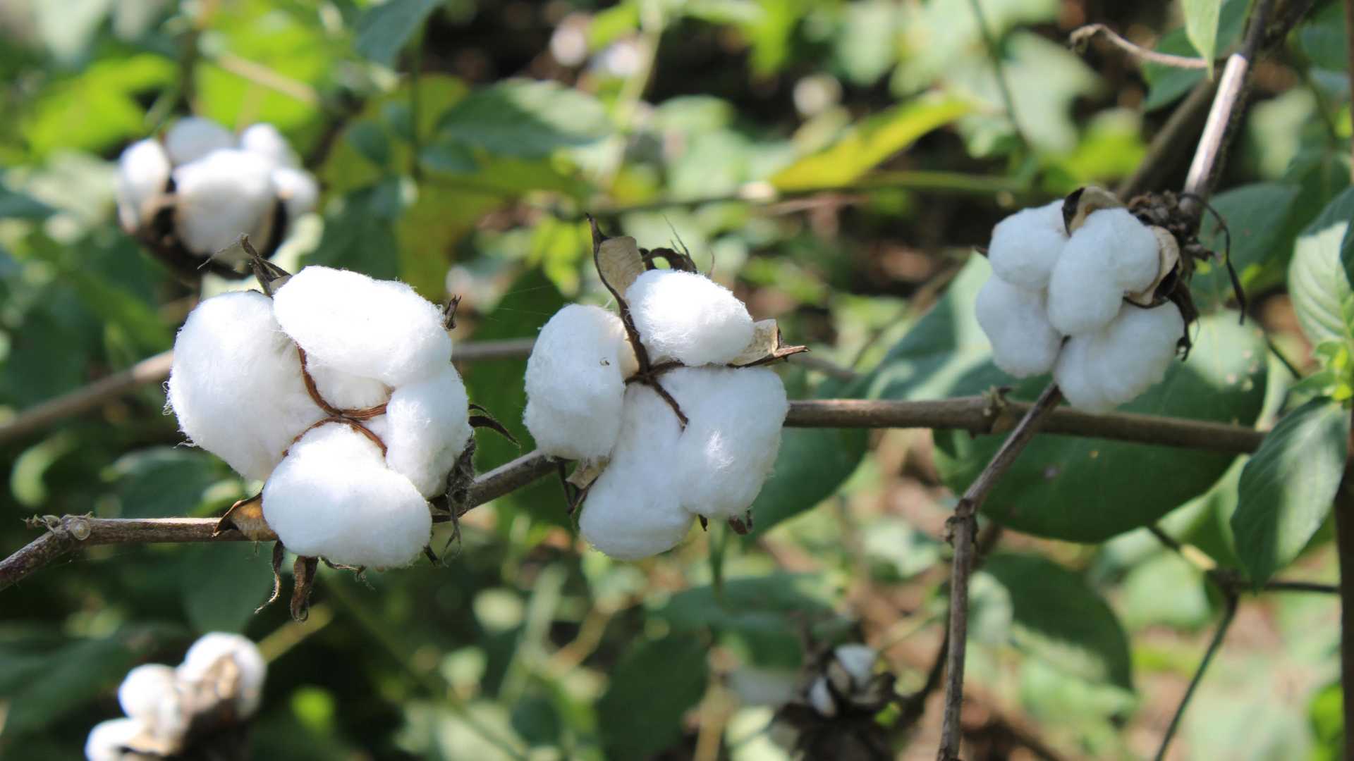 Bangladesh to Shift from Indian to U.S. Cotton After New Trade Deal