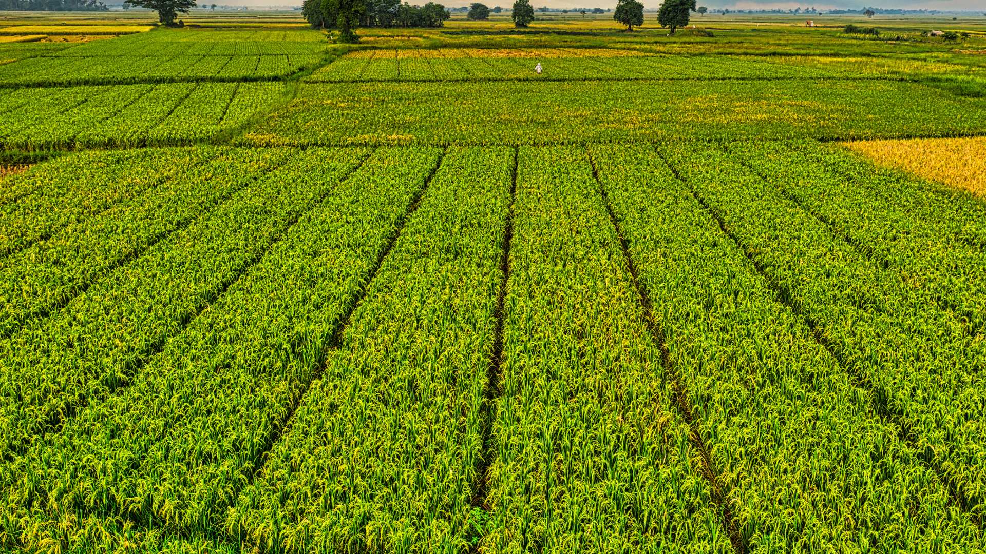 Modi urges export-oriented growth for Indian agriculture