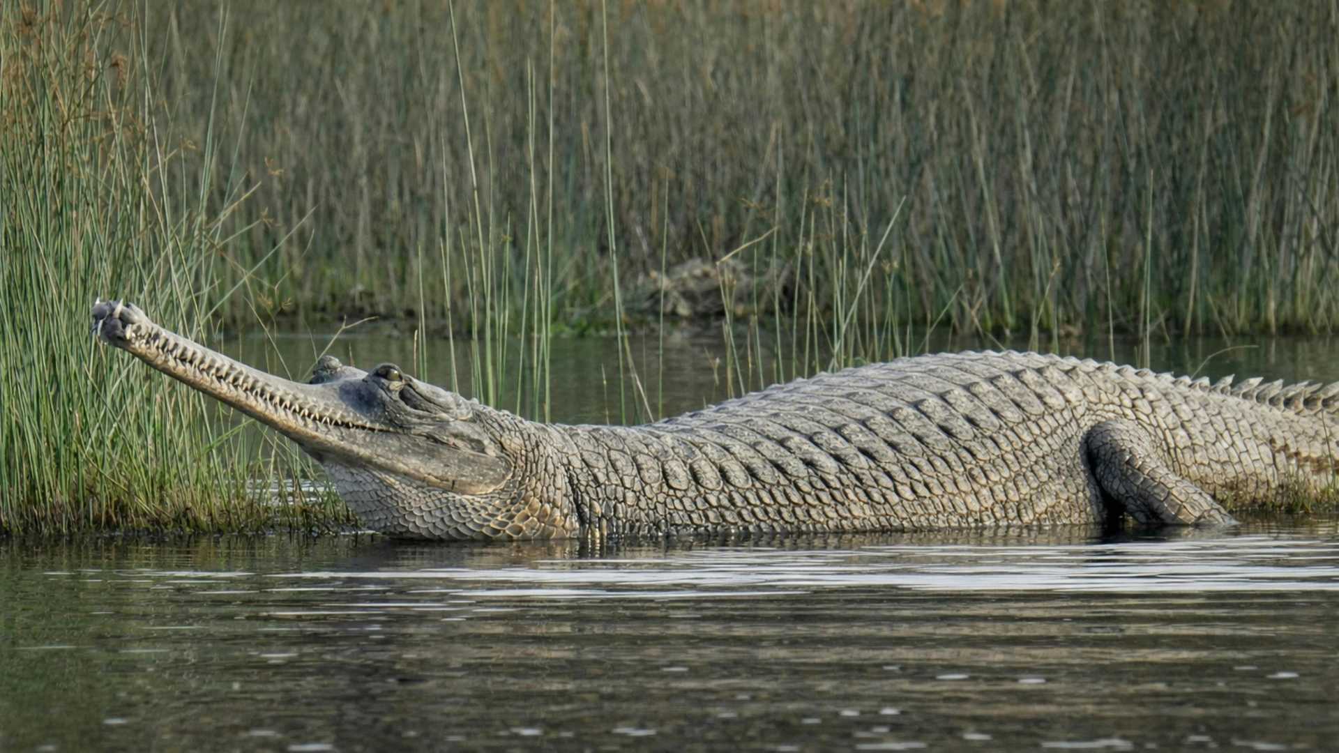 Supreme Court acts against illegal sand mining in Chambal Sanctuary